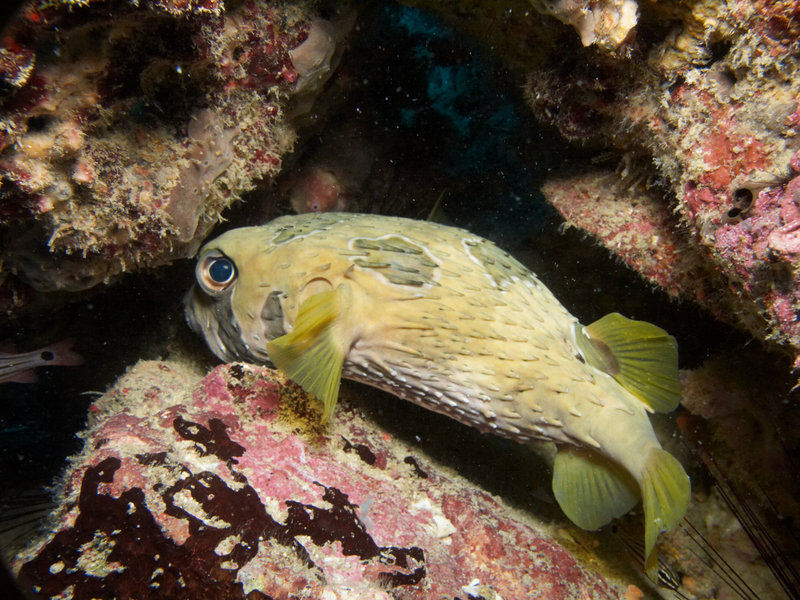 Porcupine puffer fish